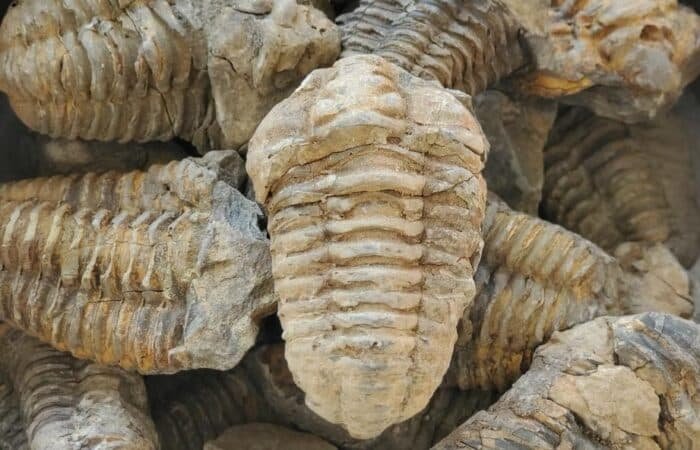 Morocco Trilobites