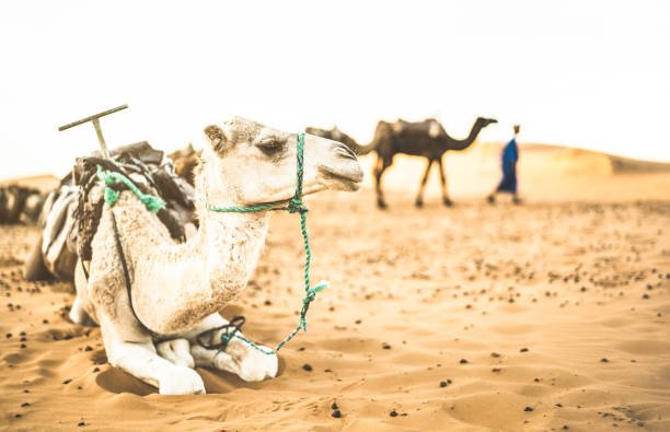 Morocco camel ride