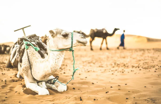 Morocco camel ride